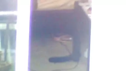 Pisoi poze cu femei gosle în ciorapi